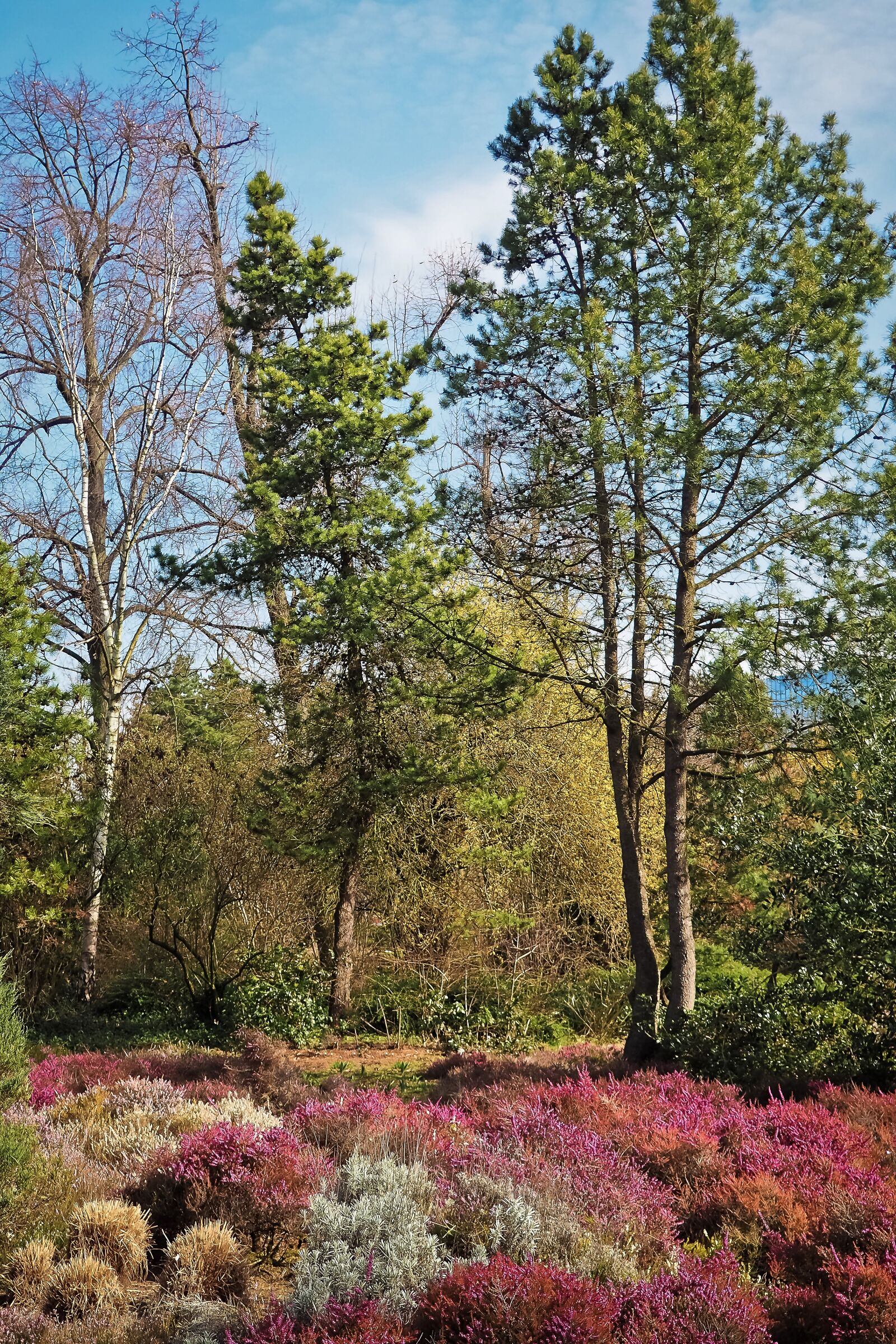 Olympus OM-D E-M10 sample photo. Landscape, spring, heide photography