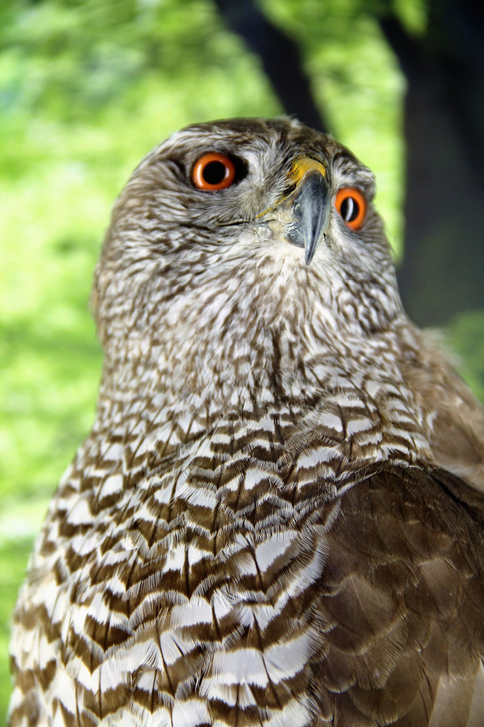Canon EOS 550D (EOS Rebel T2i / EOS Kiss X4) sample photo. Hawk, bird-of-year-2015, accipiter gentilis photography