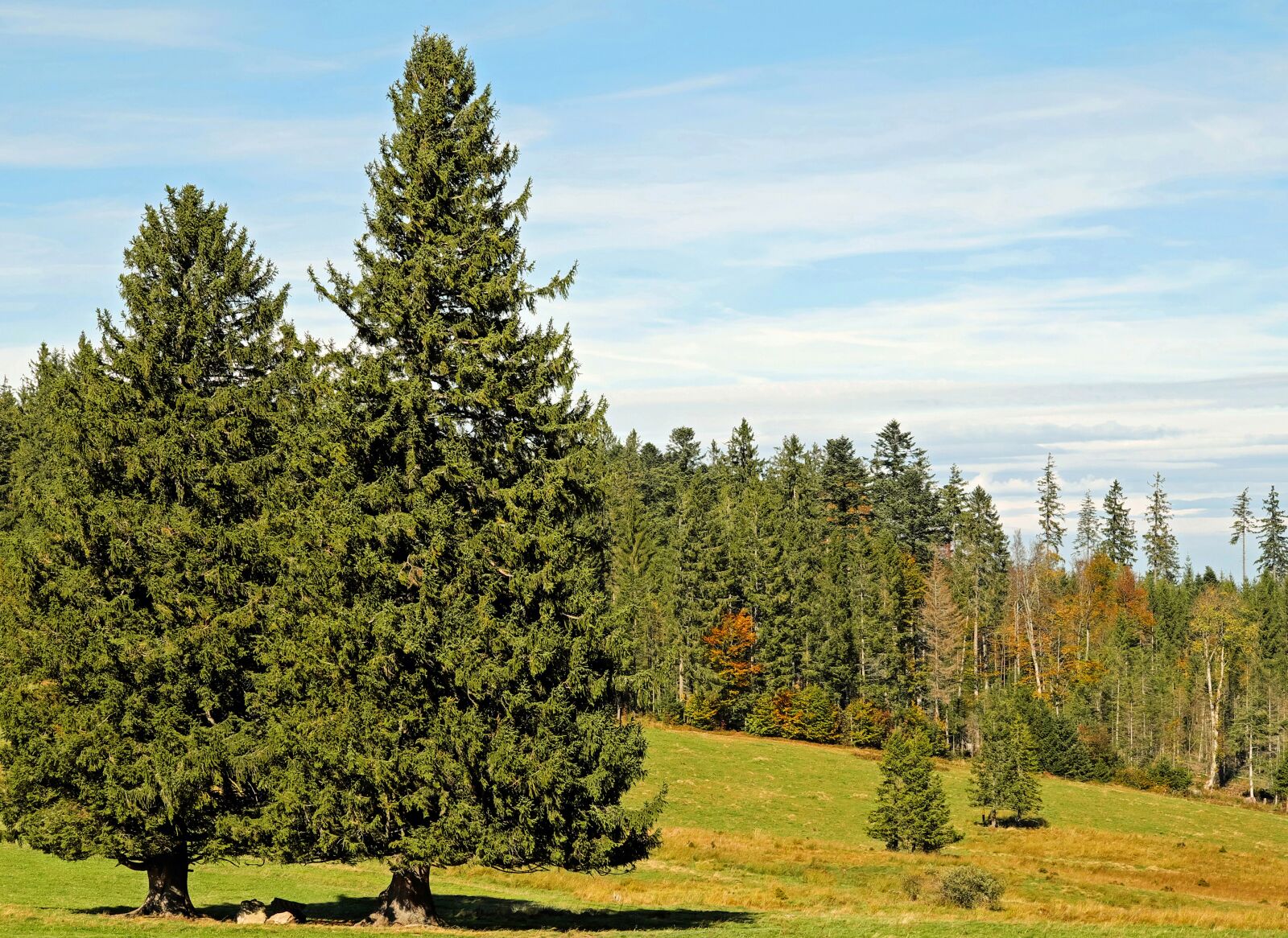 Fujifilm XF 55-200mm F3.5-4.8 R LM OIS sample photo. Firs, trees, conifers photography