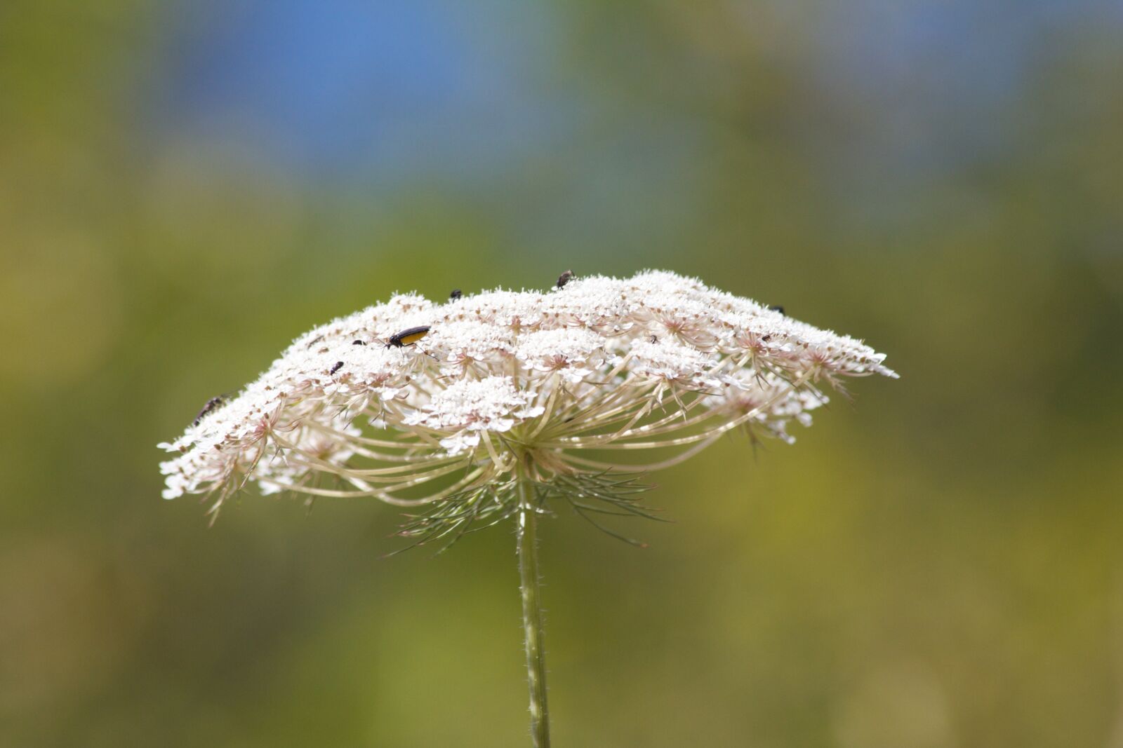 Canon EOS 550D (EOS Rebel T2i / EOS Kiss X4) sample photo. Sheep gift, insect, nature photography
