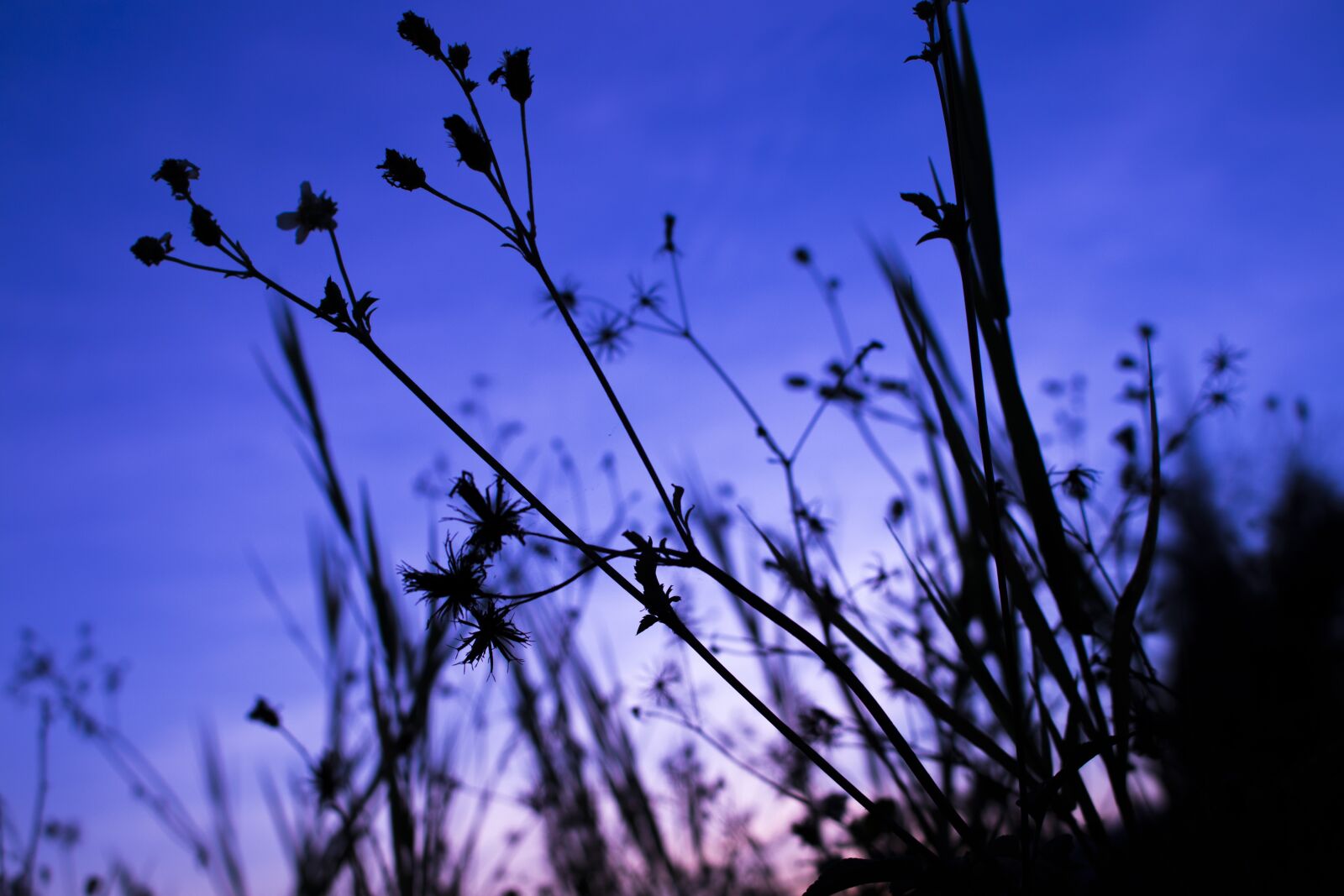 Canon EOS 77D (EOS 9000D / EOS 770D) sample photo. Evening, sunset, color photography