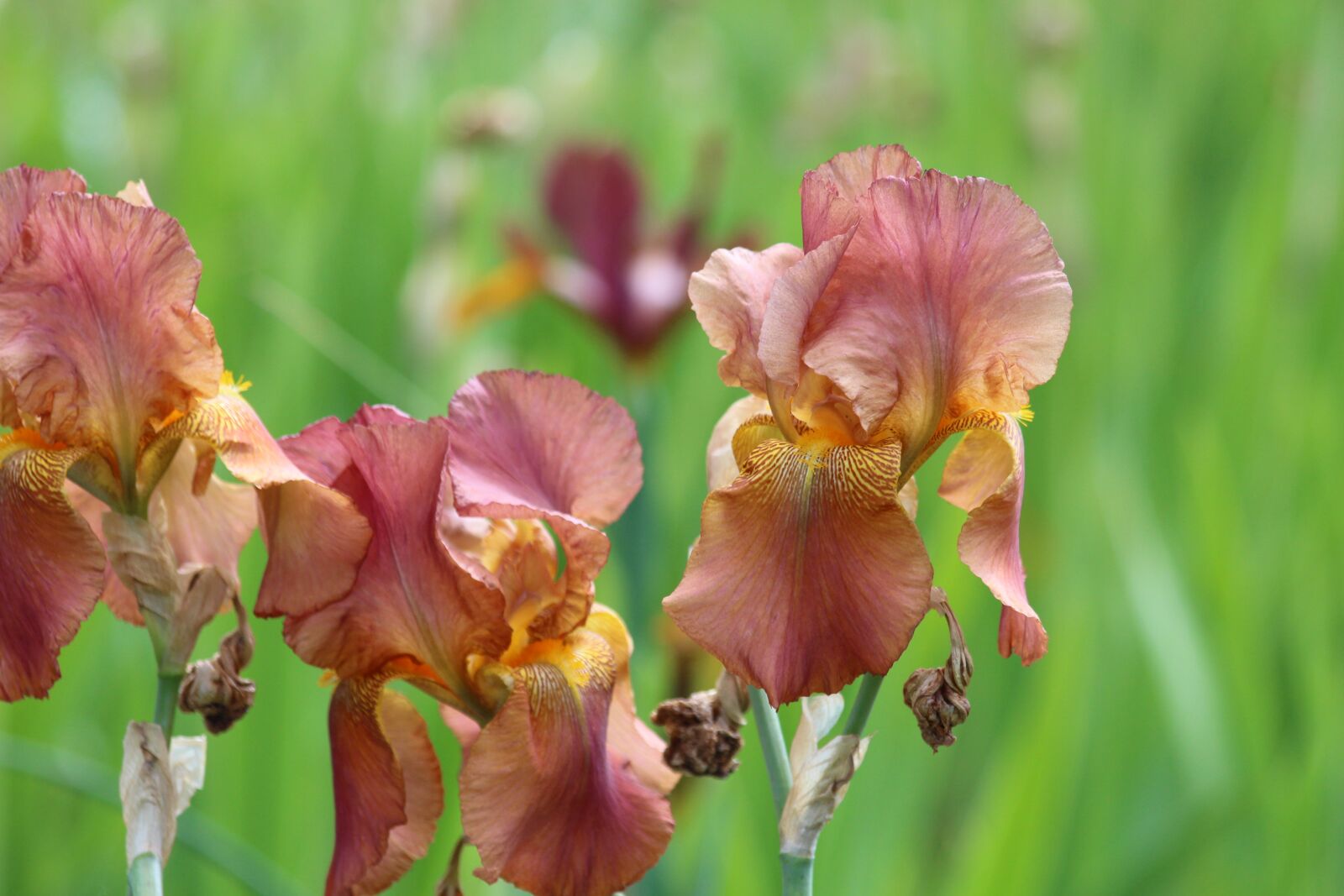 Canon EOS 650D (EOS Rebel T4i / EOS Kiss X6i) sample photo. Irises, flowers, handsomely photography