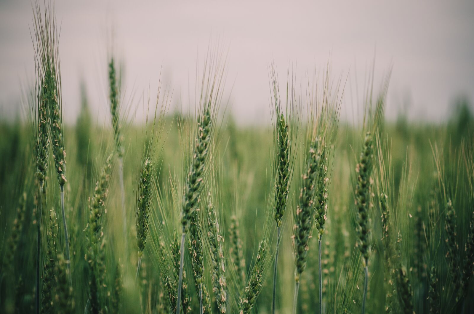 Nikon D7000 sample photo. Wheat, grain, field photography