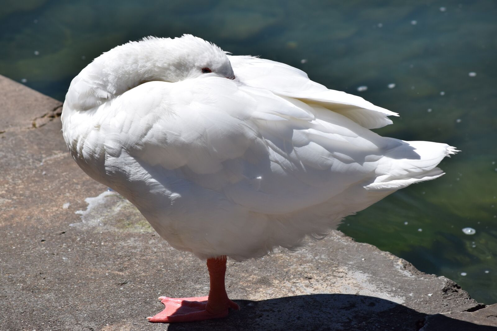 Nikon D3300 sample photo. Swan, lake, water photography