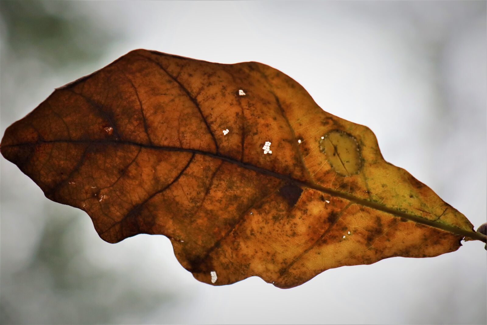 Canon EOS M6 sample photo. Autumn, oak leaf, lived photography