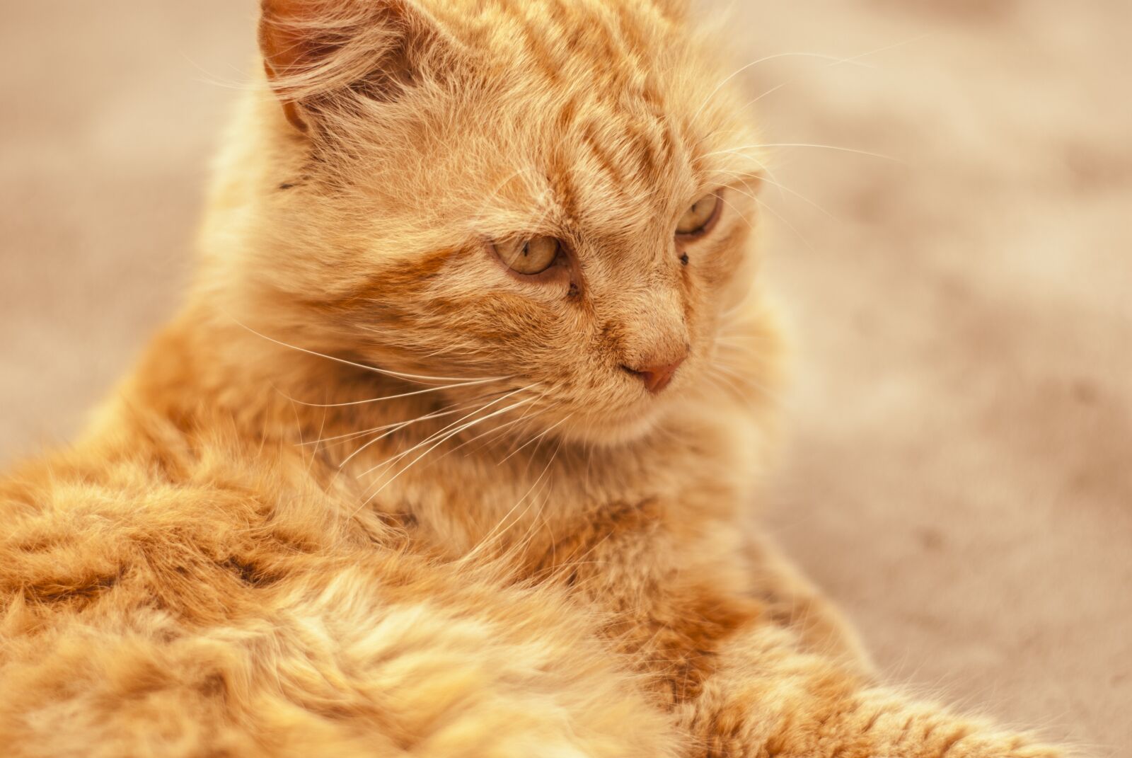 Nikon D60 sample photo. Cute cat, long hair photography