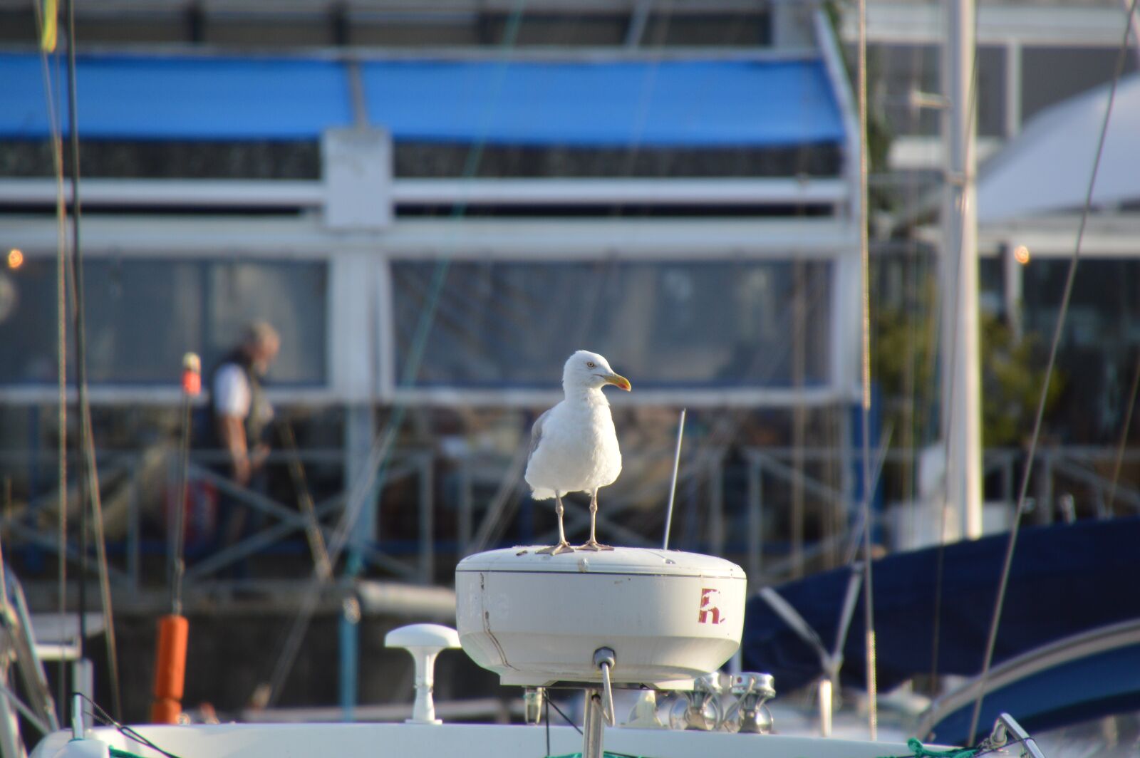 Nikon D3200 sample photo. Sea, seagull, brittany photography