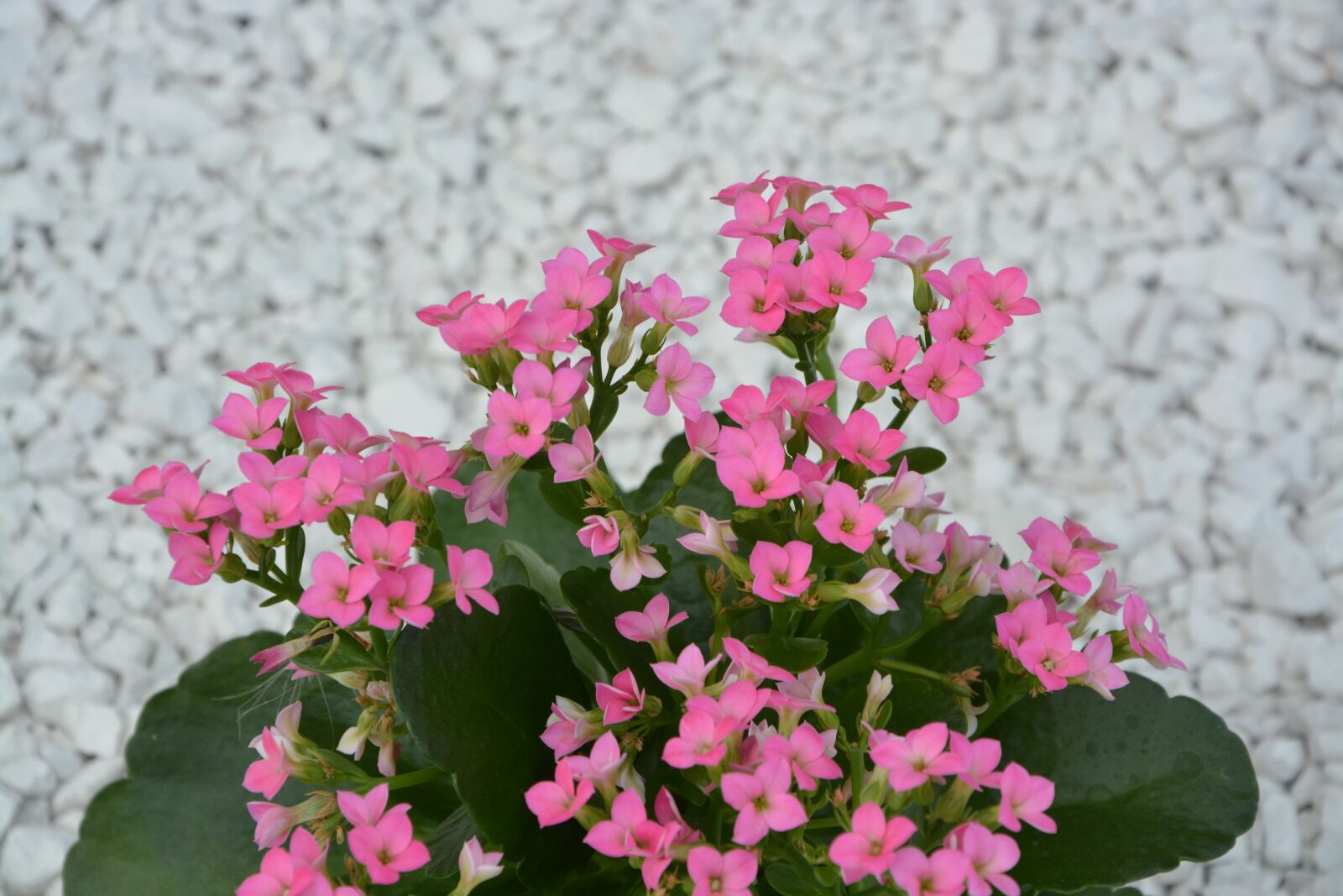 Nikon D5200 sample photo. Pink flowers, green leaves photography