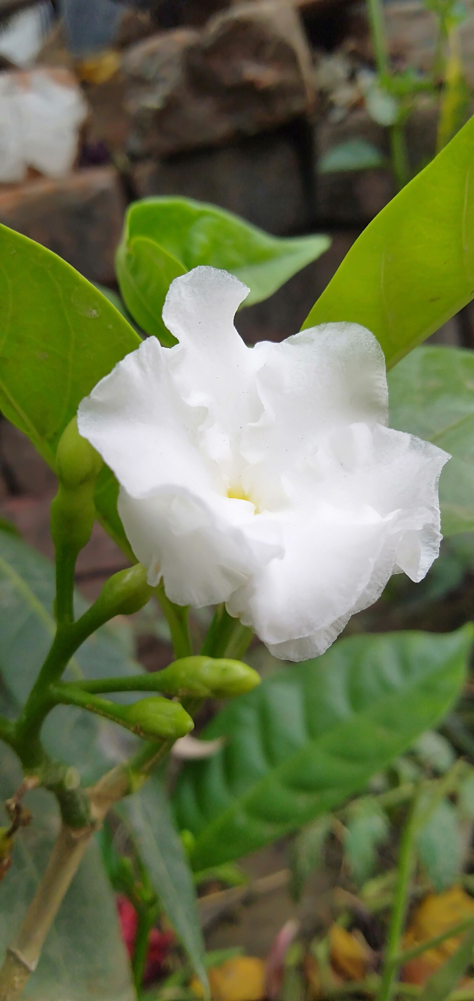 OPPO A5 sample photo. Nature flower, water and photography