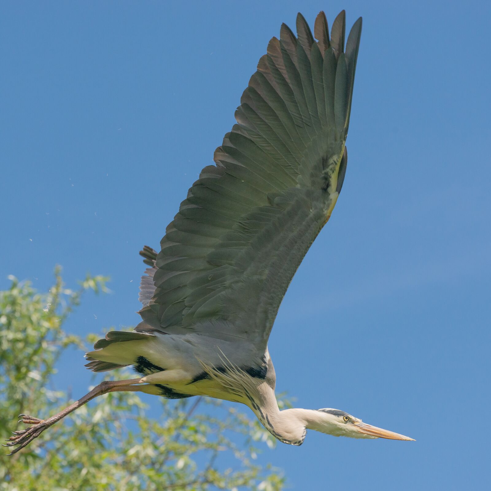Nikon D800 sample photo. Bird, flight, freedom photography