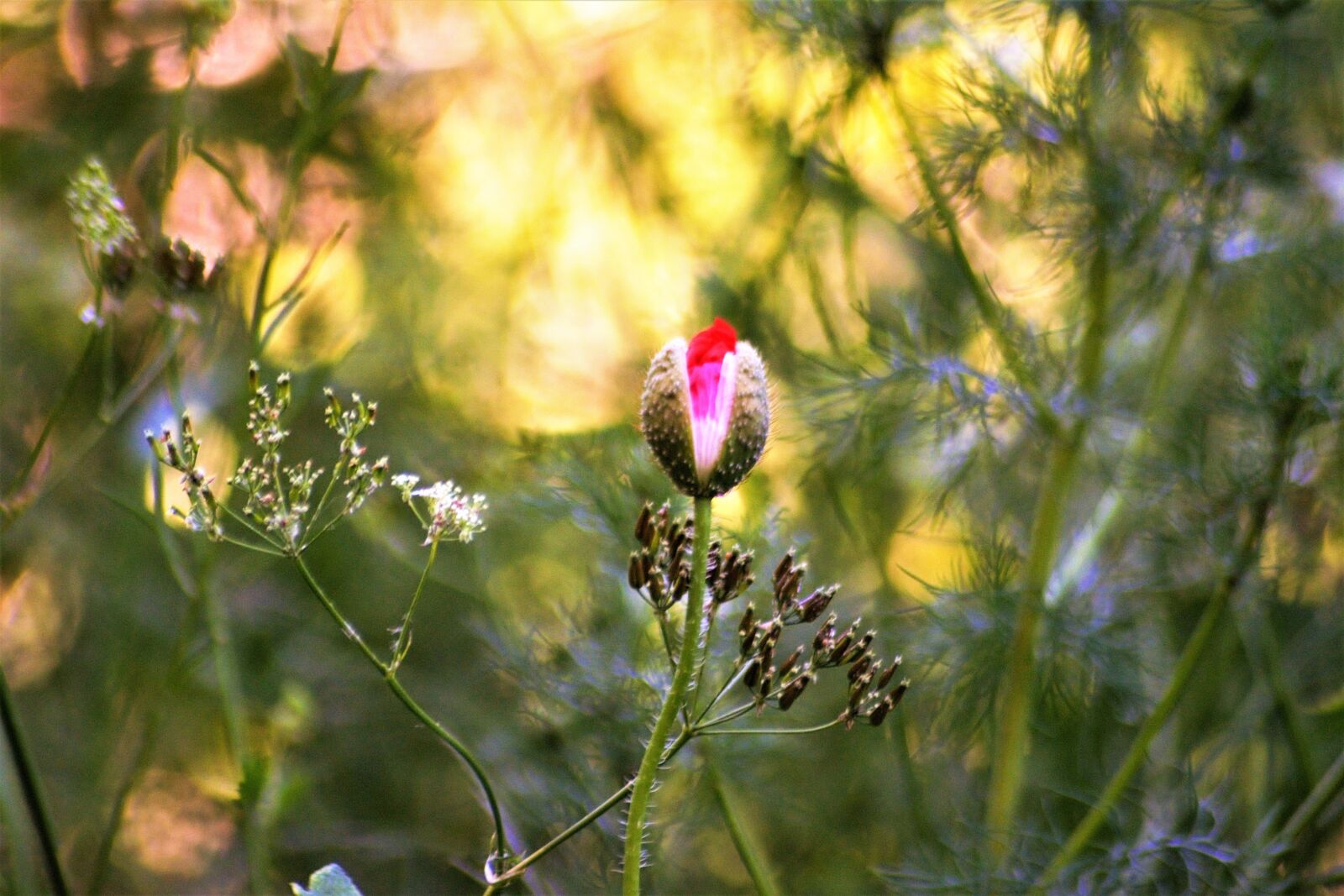 Nikon D7100 sample photo. Summer, sol, landscape photography