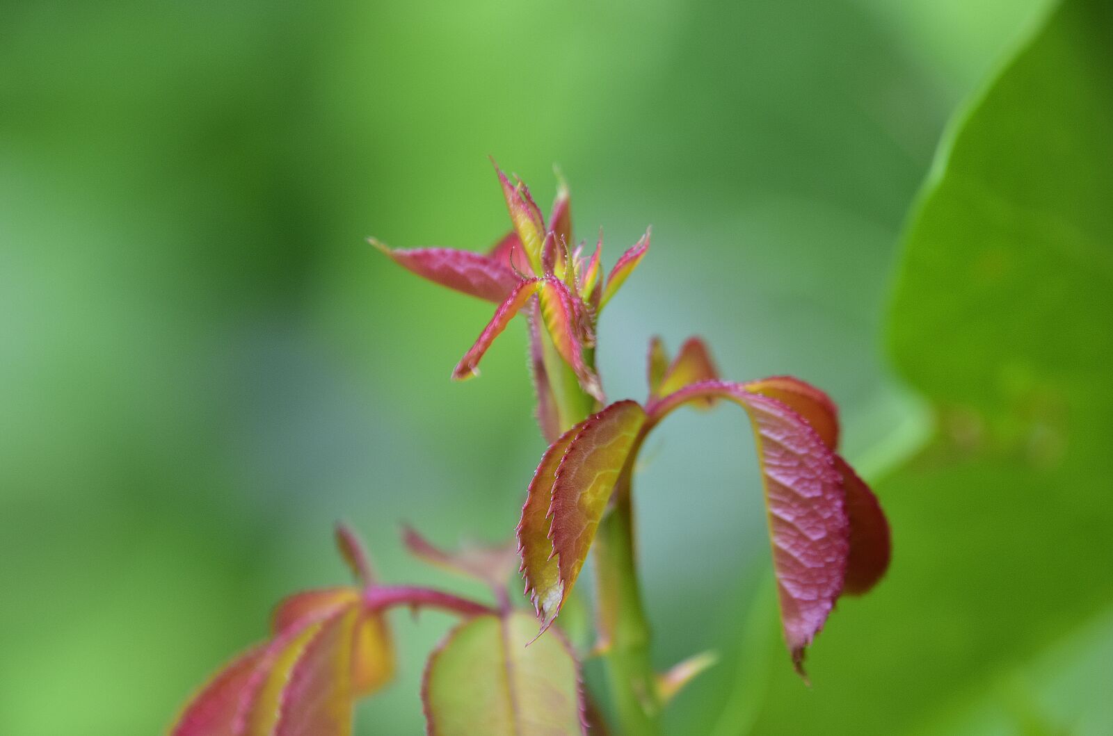 Nikon D7200 sample photo. Leaves, flowers, garden photography