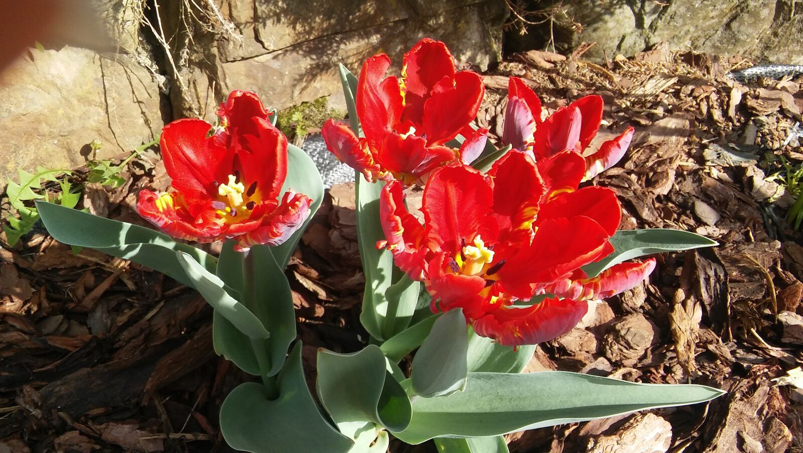 LG G STYLO sample photo. Czerwone, tulipany, strzępiaste photography