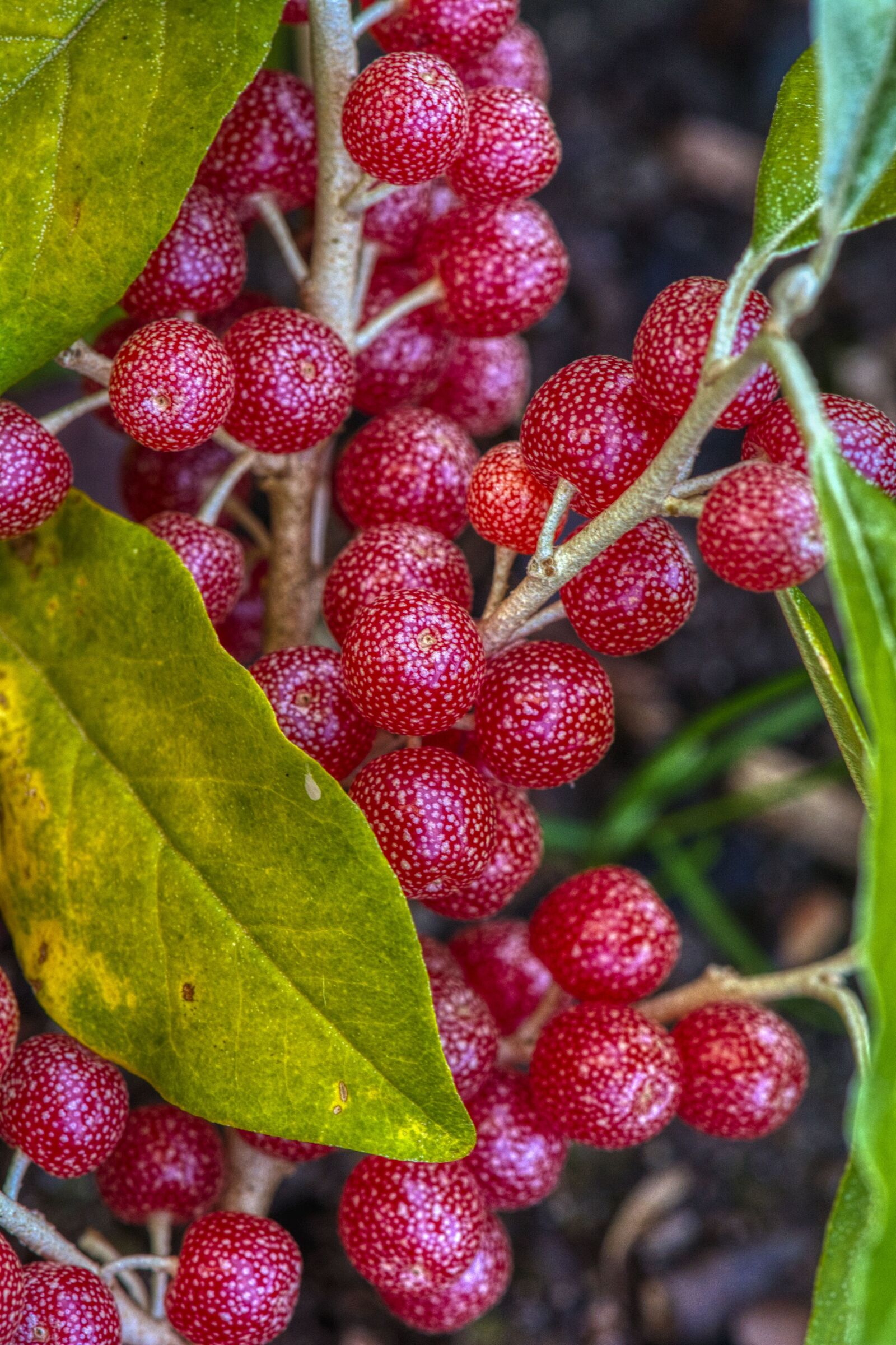 Nikon D7100 sample photo. Silver leaf, berry, natural photography