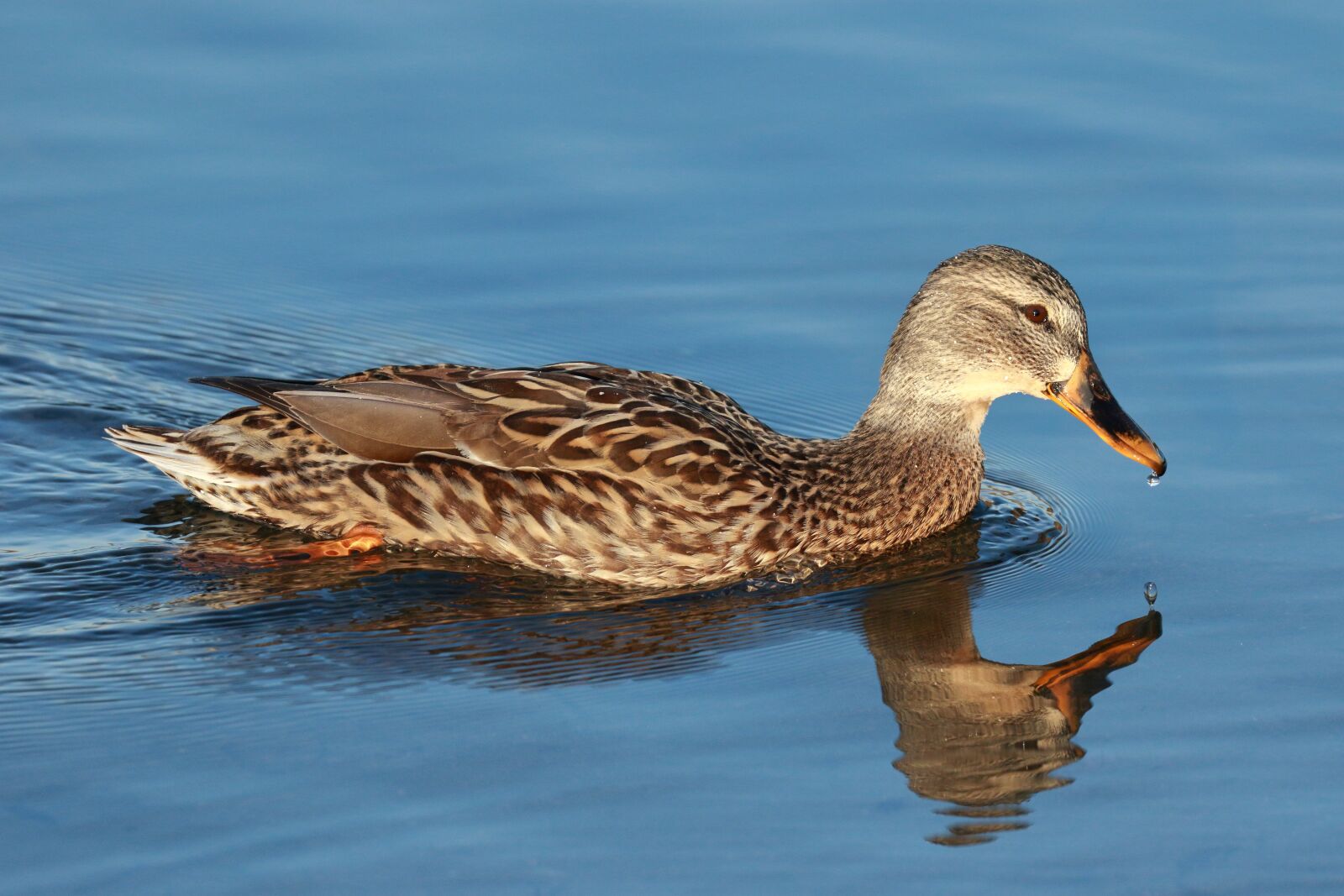 Canon EOS 7D Mark II sample photo. Duck, feathers, bird photography