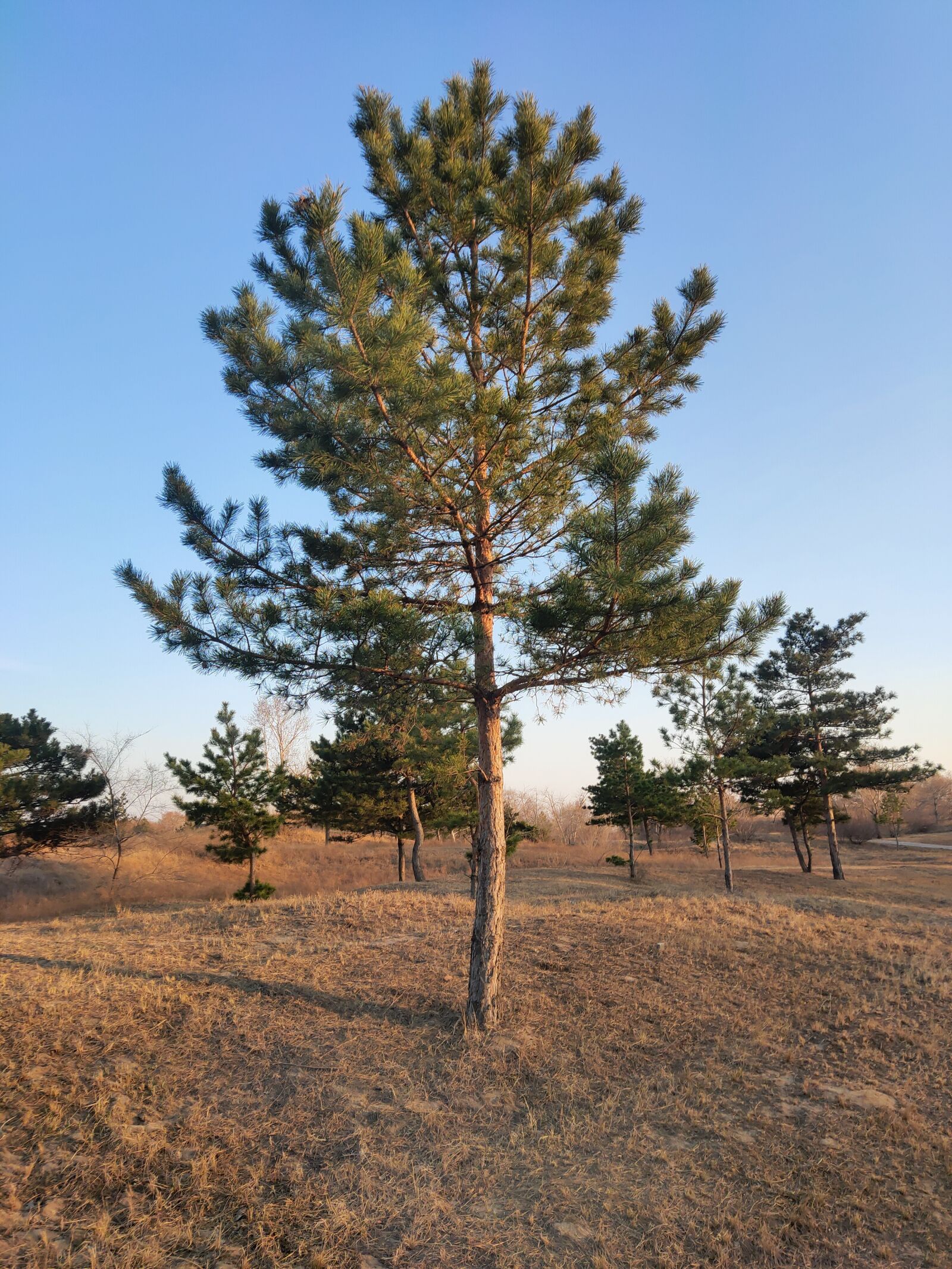 Meizu 16s Pro sample photo. Tree, blue sky, outdoor photography