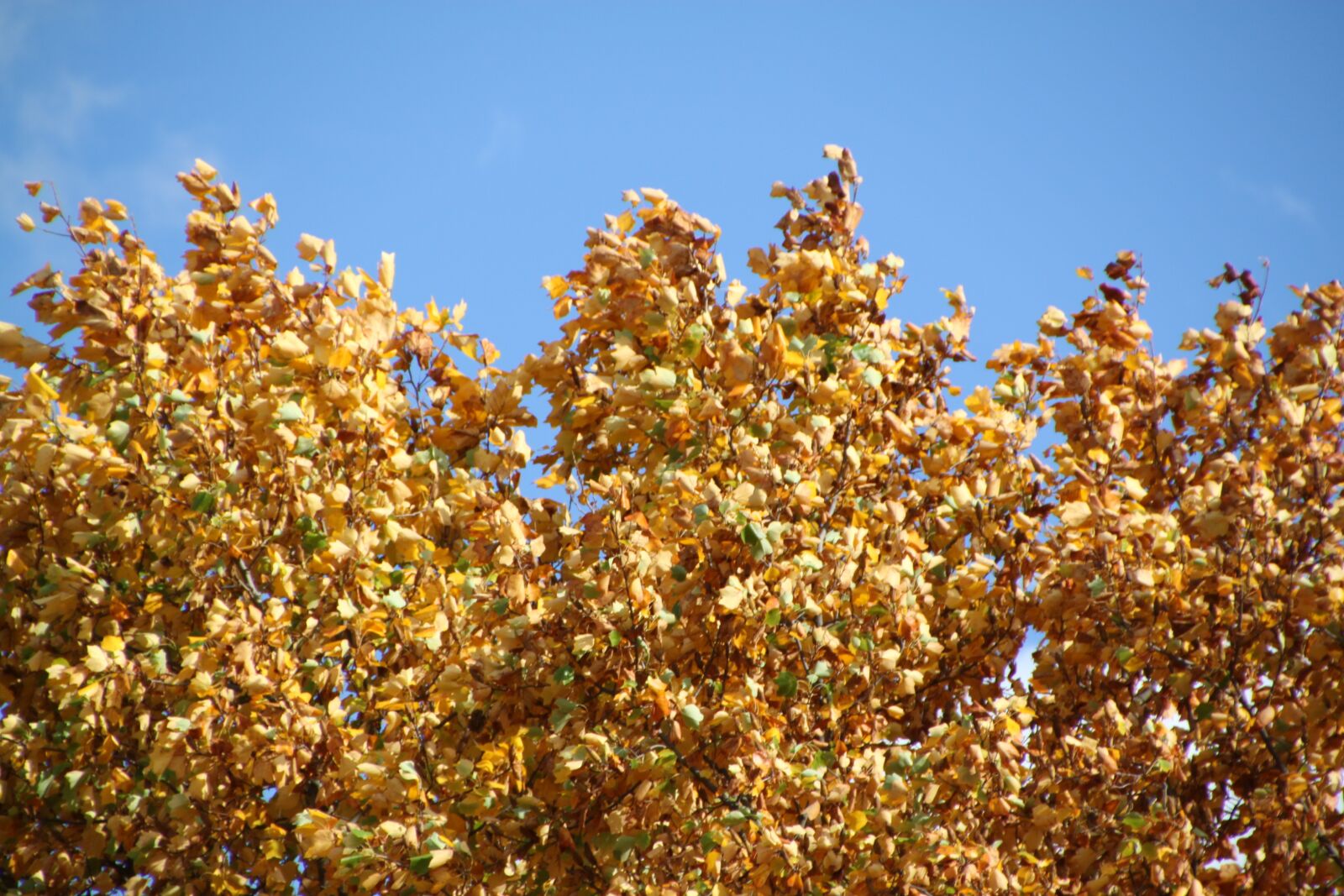 Canon EOS 500D (EOS Rebel T1i / EOS Kiss X3) sample photo. Autumn, fall foliage, golden photography