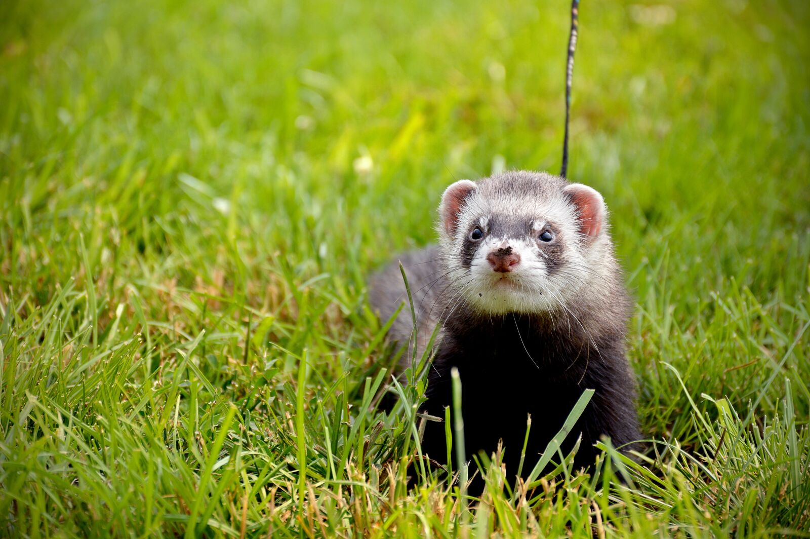 Nikon D3200 sample photo. Ferret, summer, grass photography