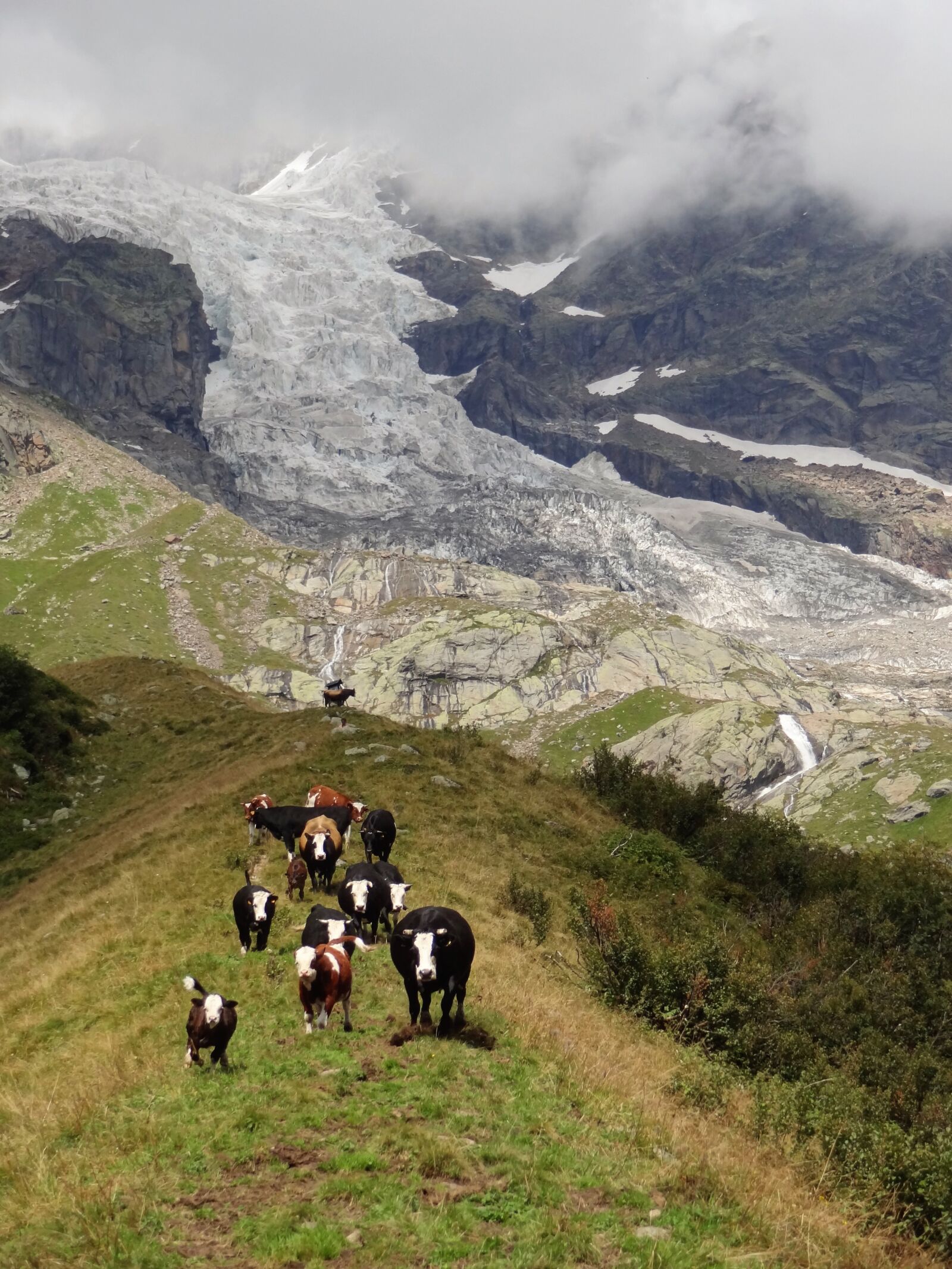 Sony Cyber-shot DSC-HX9V sample photo. Glacier, mountain, cows photography