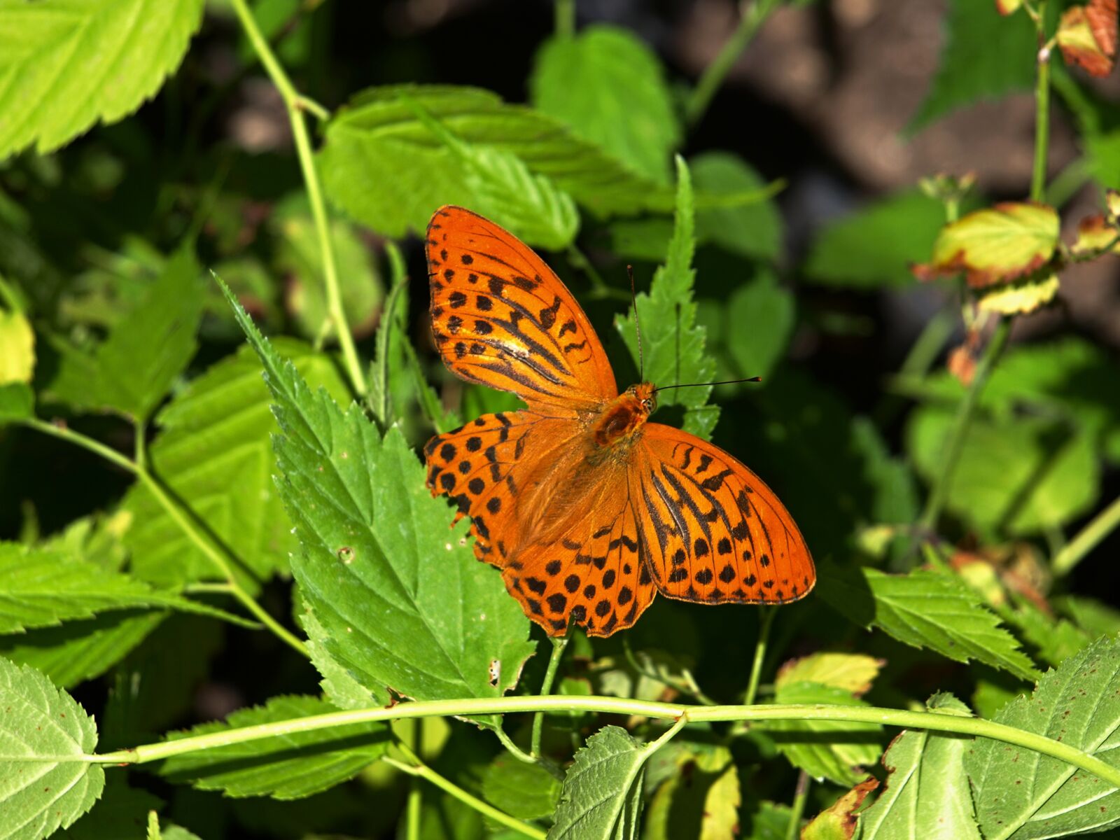 Olympus E-510 (EVOLT E-510) sample photo. Butterfly, forest photography
