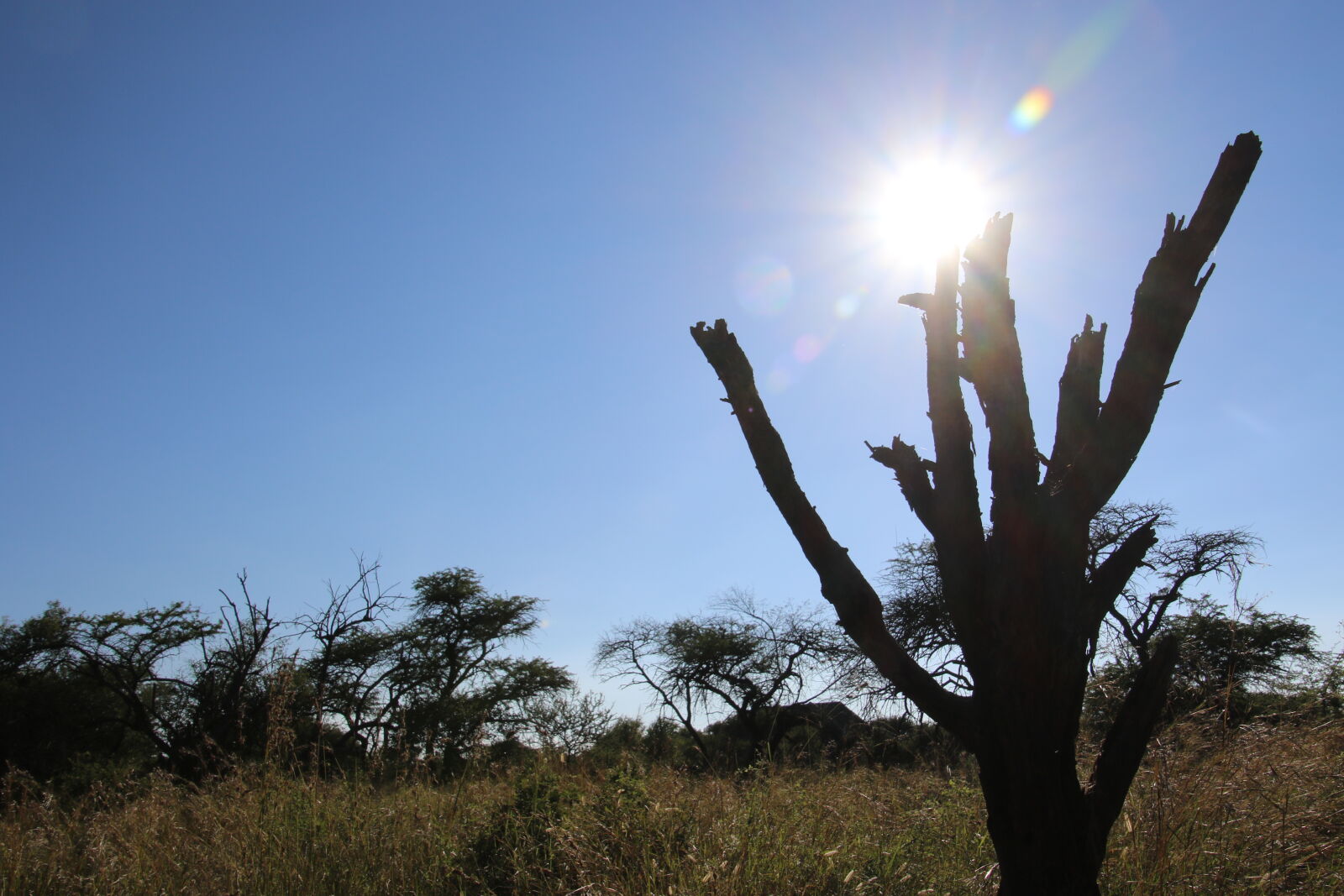 Canon EOS 7D Mark II sample photo. Background, blue, skies, bush photography