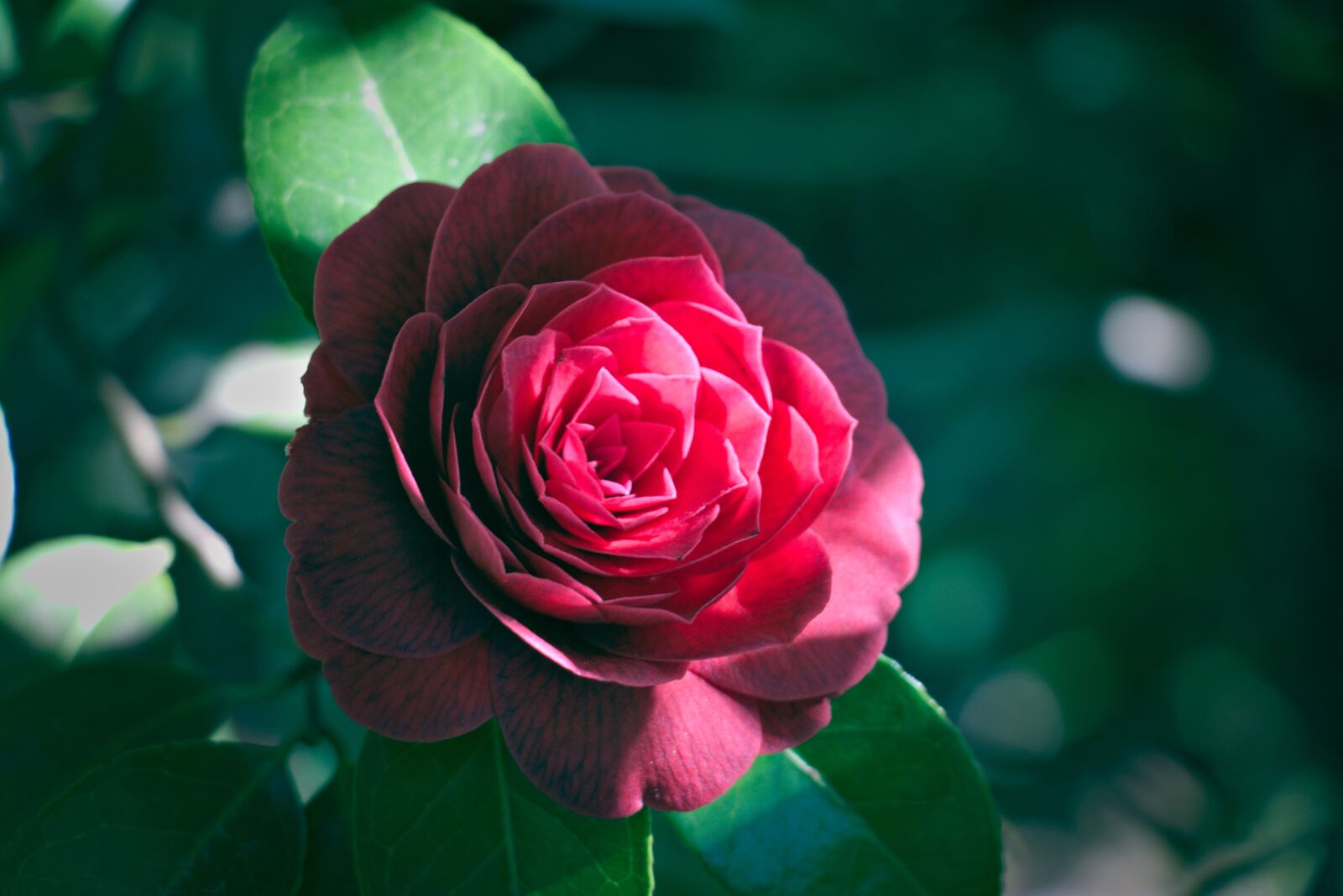 Canon EOS 750D (EOS Rebel T6i / EOS Kiss X8i) sample photo. Rose, red, blossom photography