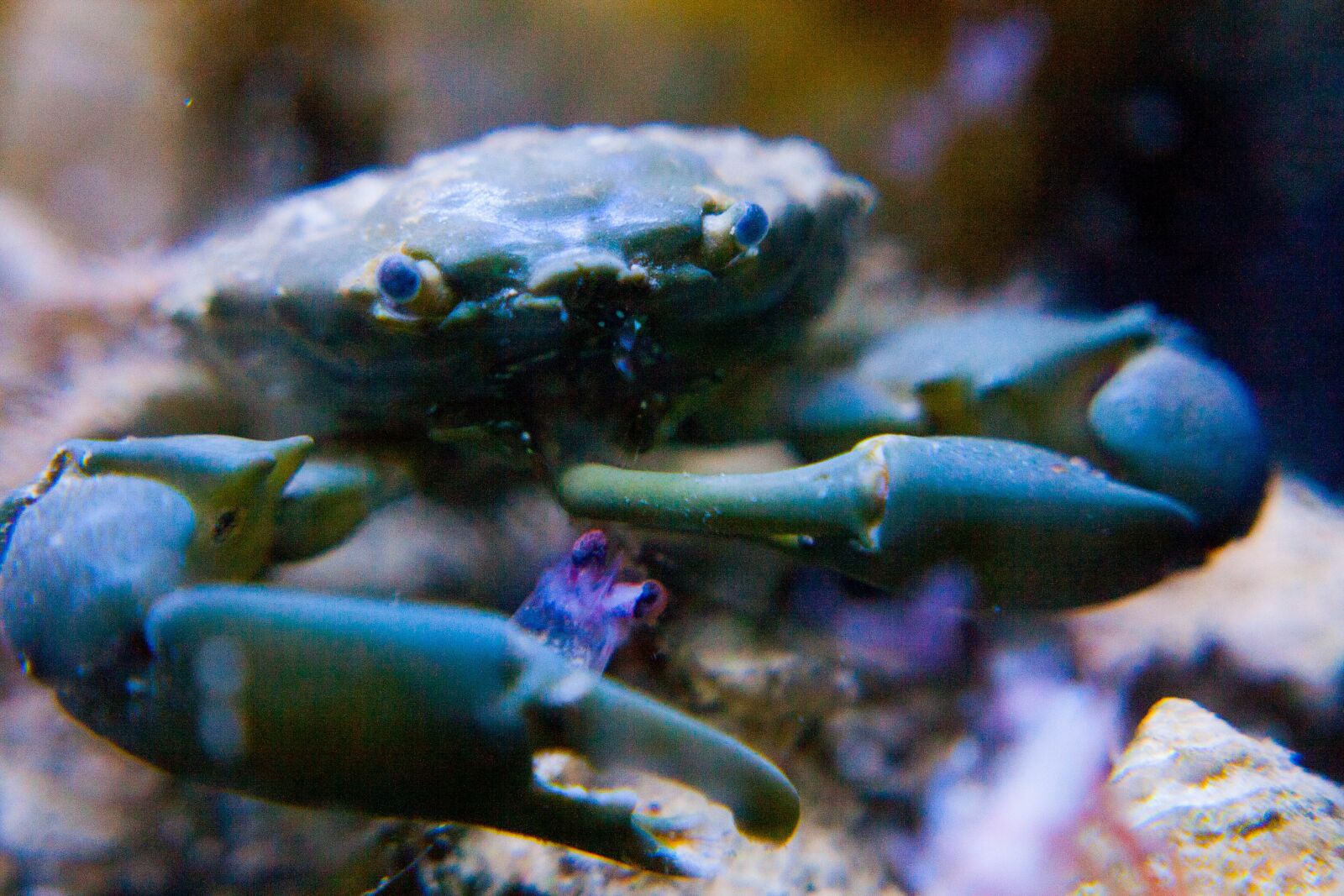 Canon EOS 1000D (EOS Digital Rebel XS / EOS Kiss F) sample photo. Emerald crab, saltwater, crustacean photography
