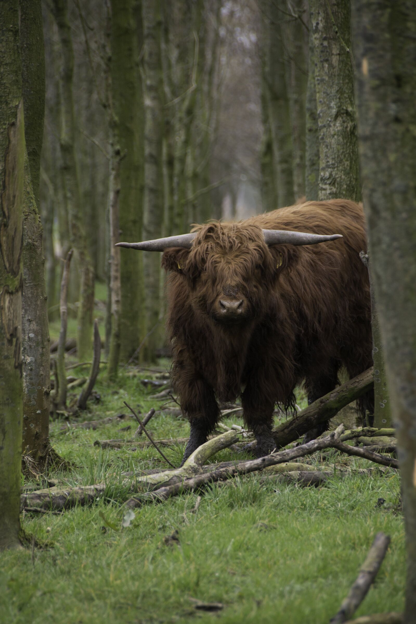 Nikon D800 sample photo. Brown, scottish, highlander photography