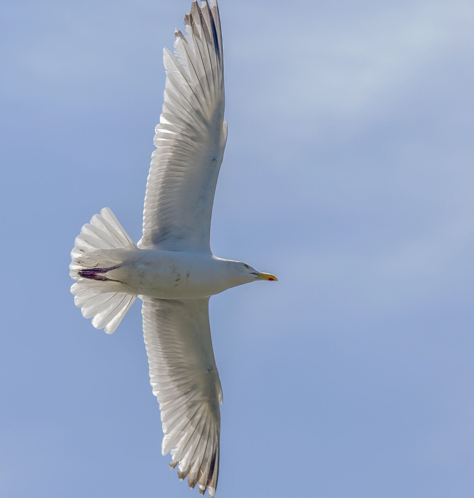Nikon D610 sample photo. Bird, seagulls, wildlife photography