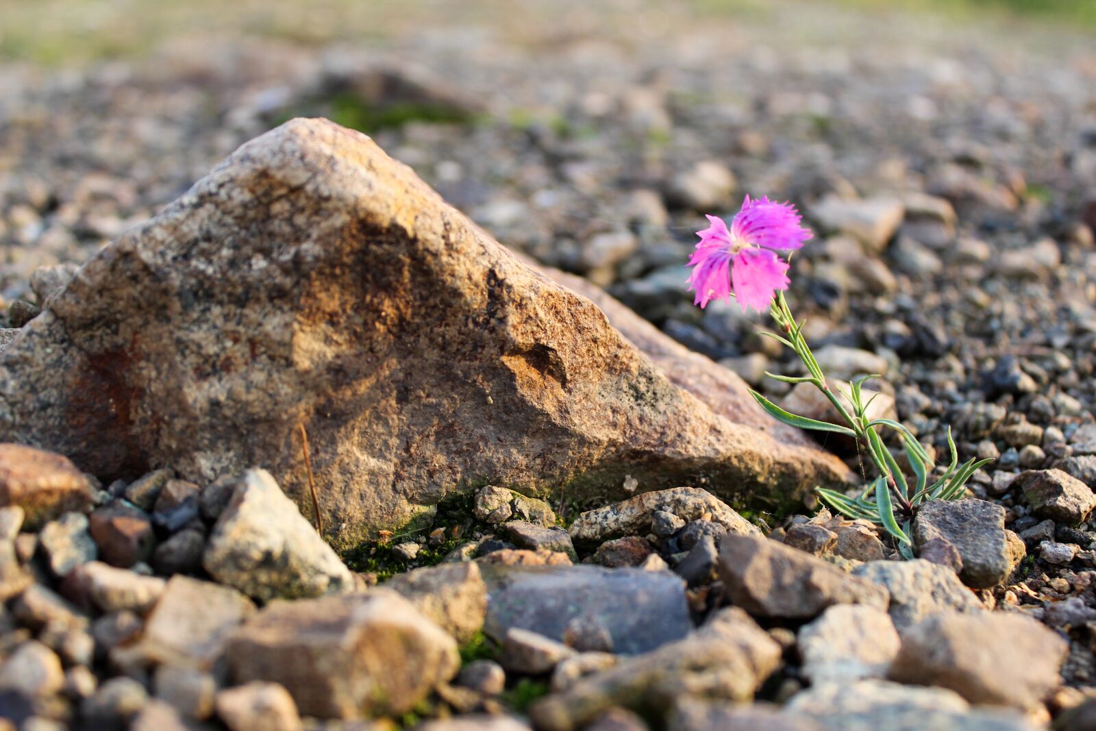 Canon EOS 600D (Rebel EOS T3i / EOS Kiss X5) sample photo. Stone, flower, stones photography