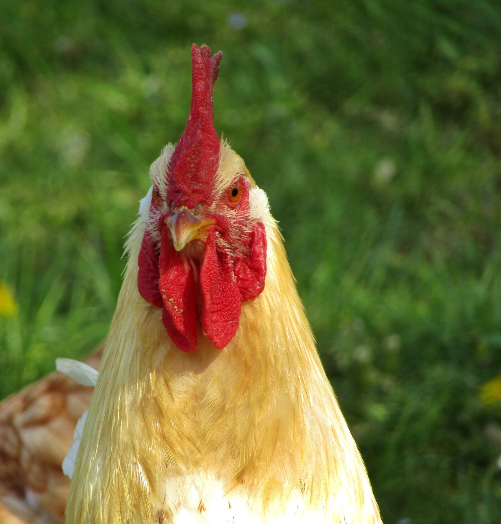 Canon POWERSHOT SX432 IS sample photo. Hahn, animal, portrait photography