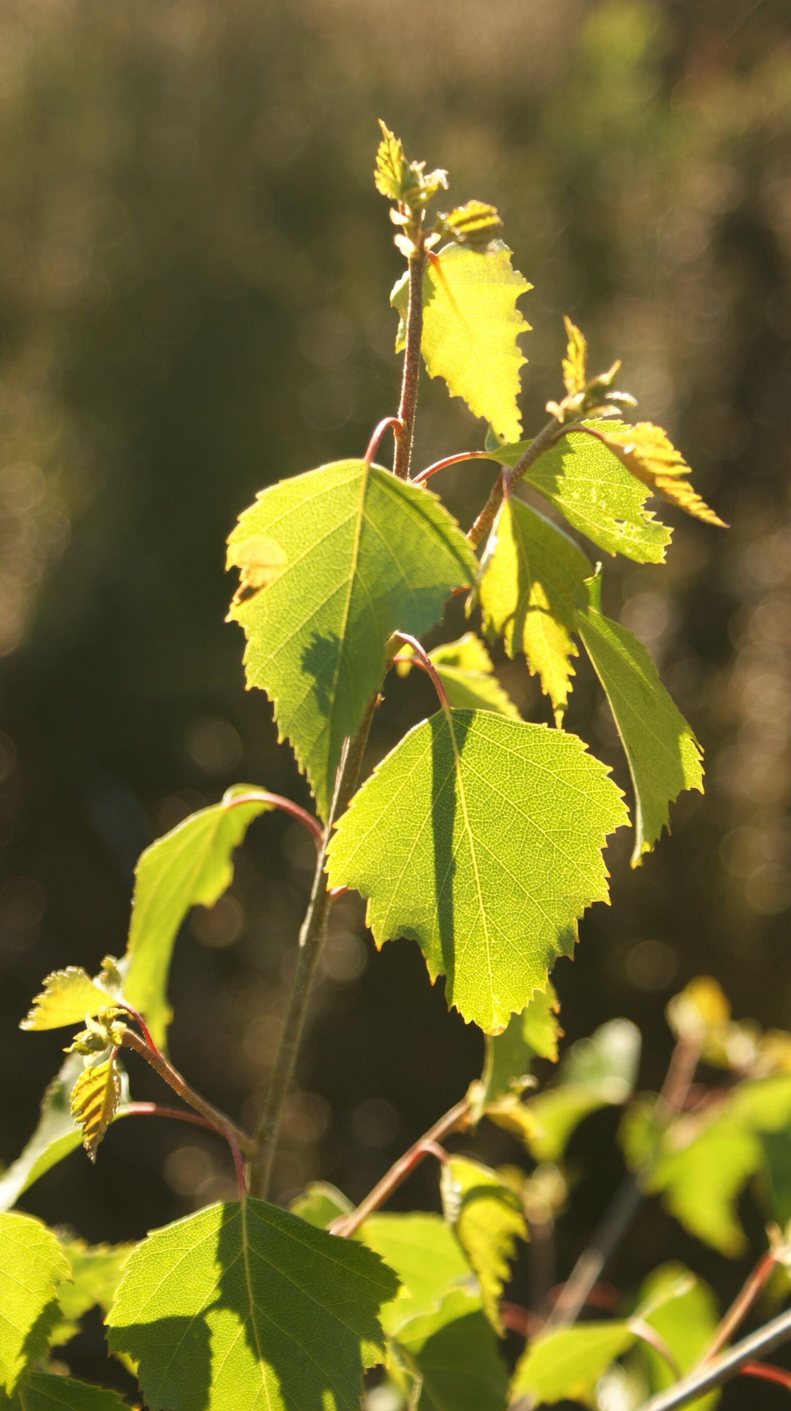 Sony Alpha DSLR-A350 sample photo. Birch, nature, trees photography
