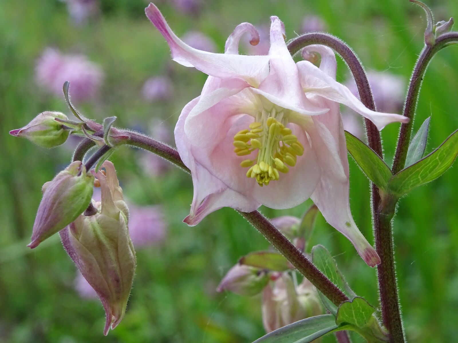 Sony Cyber-shot DSC-HX400V sample photo. Columbine, aquilegia, flower photography