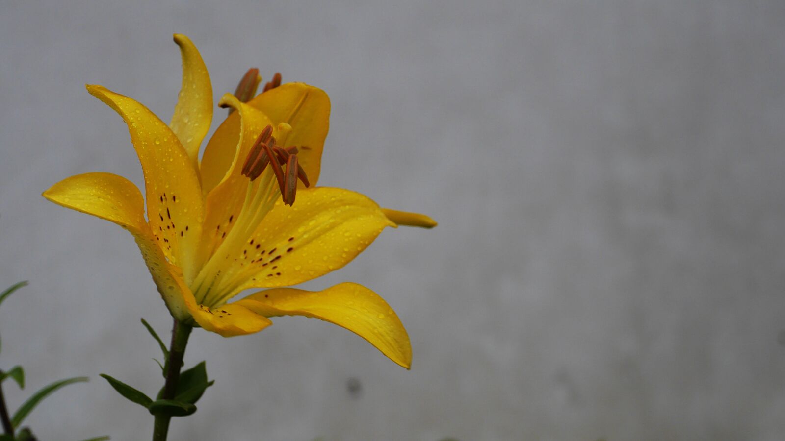 Panasonic Lumix DMC-GH3 sample photo. Flowers, forsythia flower, yellow photography
