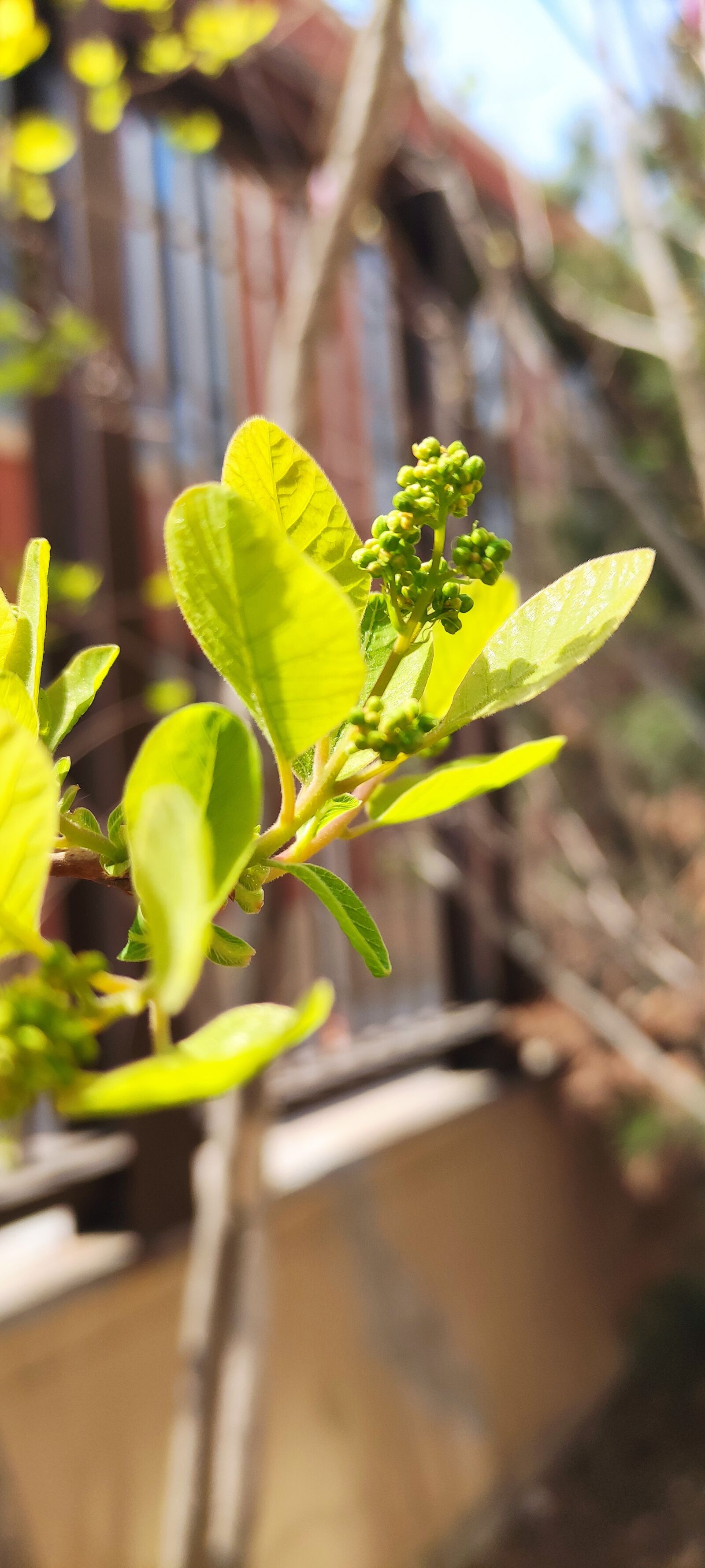 Xiaomi Redmi K30 5G sample photo. Flower flower bud, spring photography
