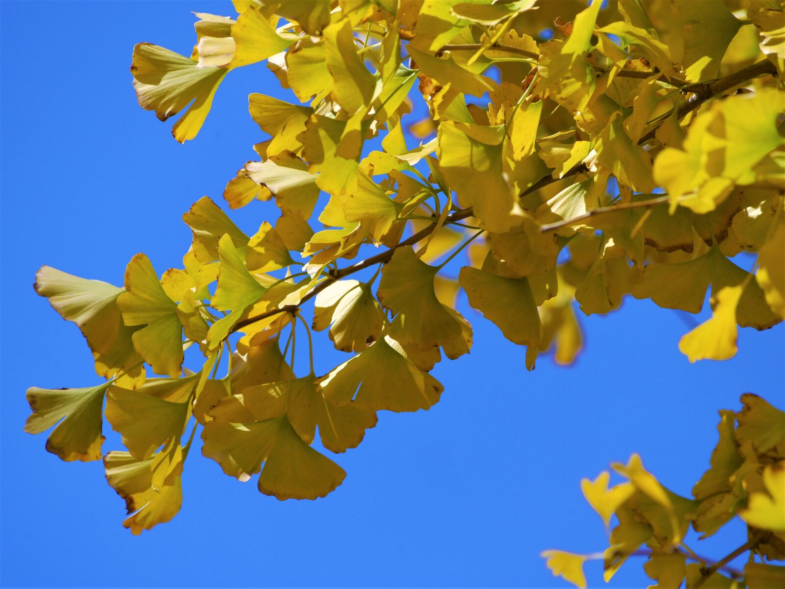 Panasonic Lumix DMC-GX1 sample photo. Yellow leaves, gingko tree photography