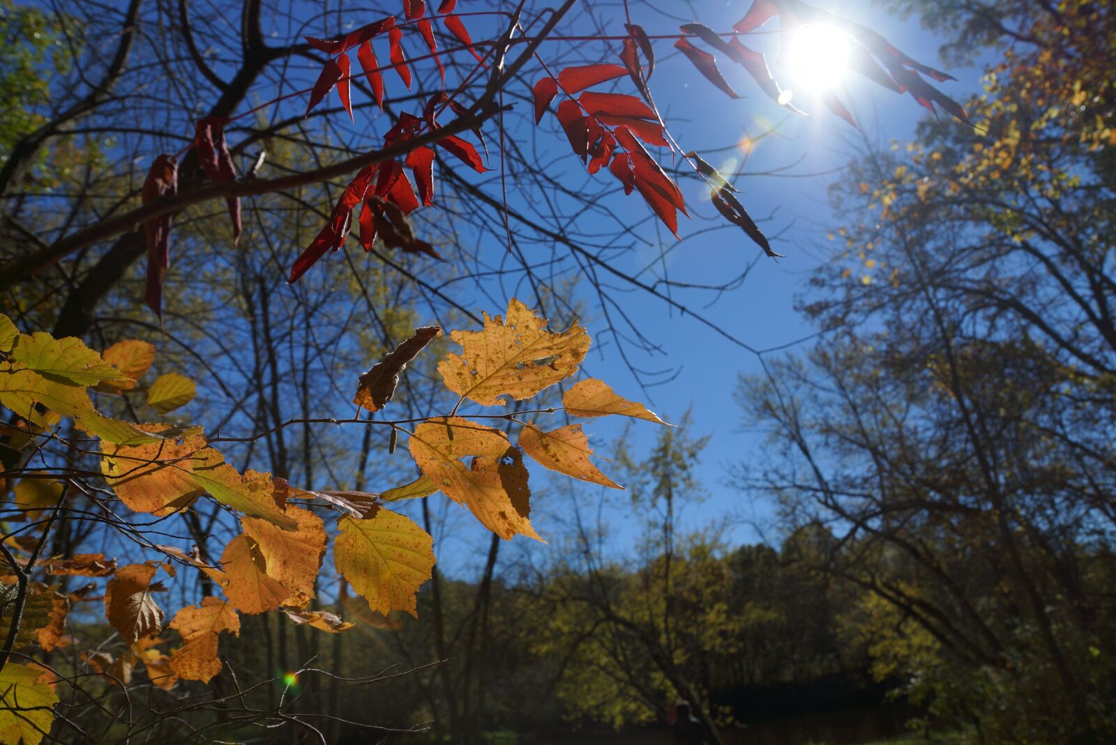 Sony SLT-A77 + Sony DT 16-50mm F2.8 SSM sample photo. Fall, autumn, nature photography
