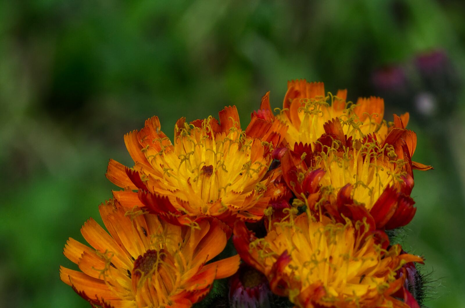 Nikon D3100 sample photo. Flower, blossom, bloom photography