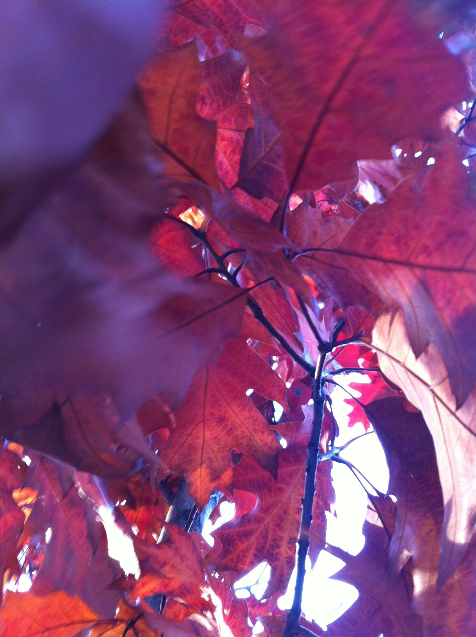 Apple iPhone 4 sample photo