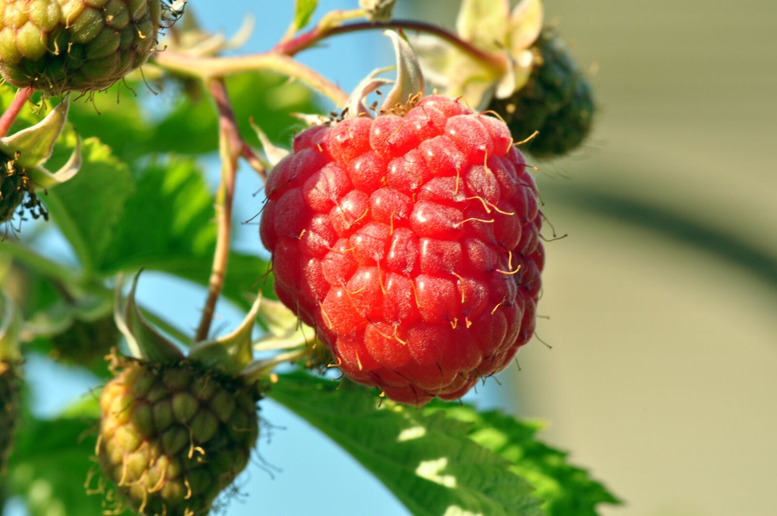 Nikon D90 sample photo. Raspberries, fruit, berry photography