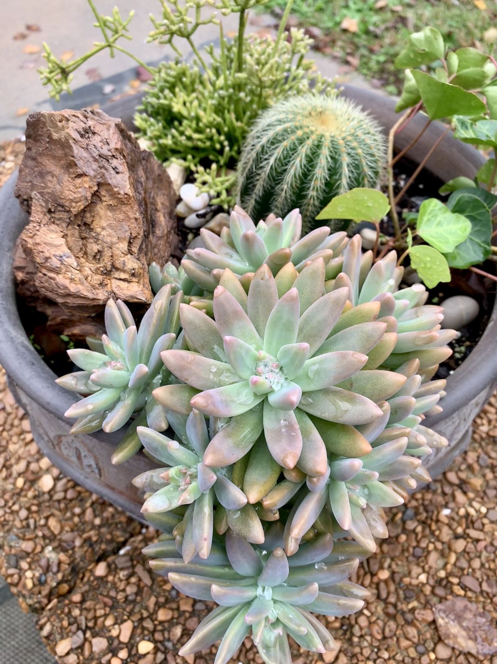 iPhone XS Max back dual camera 4.25mm f/1.8 sample photo. Cactus, succulent, desert photography