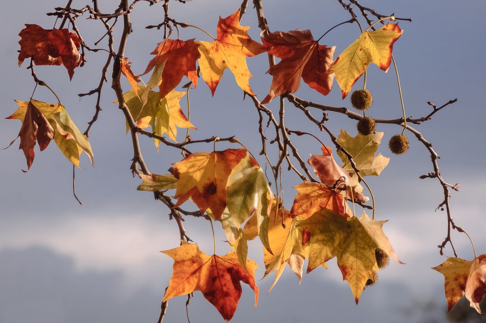 Nikon D90 sample photo. Autumn, leaves, fall photography