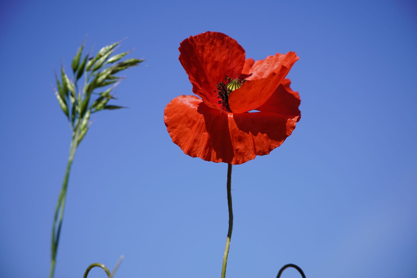 Sony a7R II + Sony E PZ 18-105mm F4 G OSS sample photo. Poppy, papaver, red photography