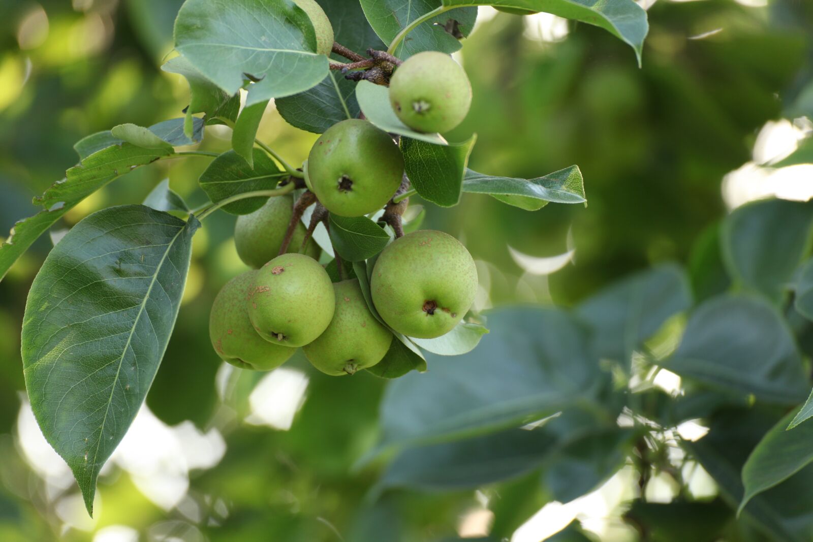 Canon EOS 5D Mark II sample photo. Pear, fruit, nature photography