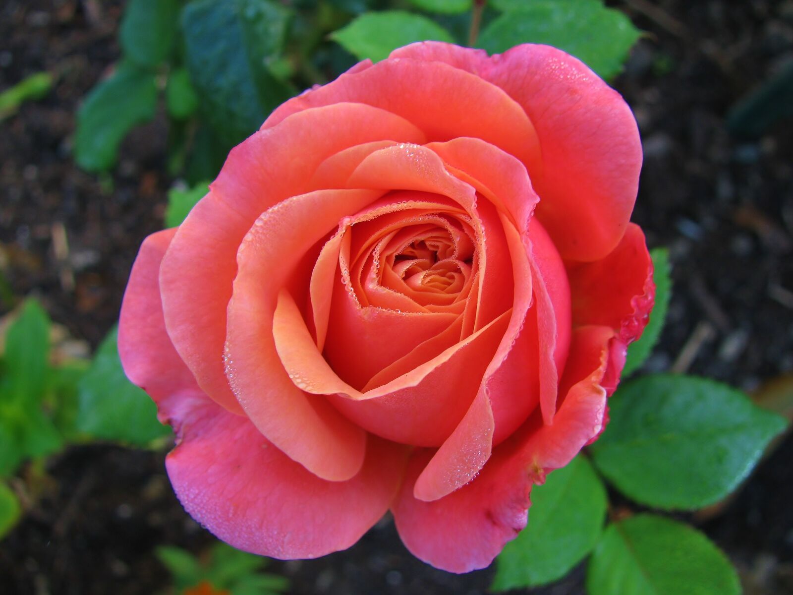 Canon PowerShot SX110 IS sample photo. Flower, rose, petal photography