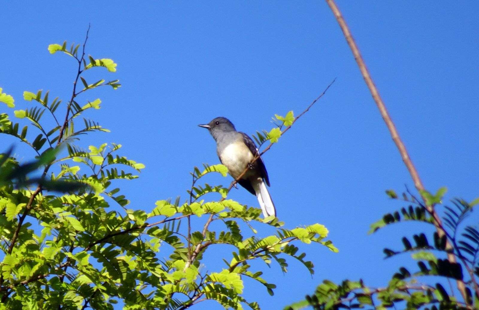 Sony Cyber-shot DSC-HX90V sample photo. Bird, magpie, robin photography