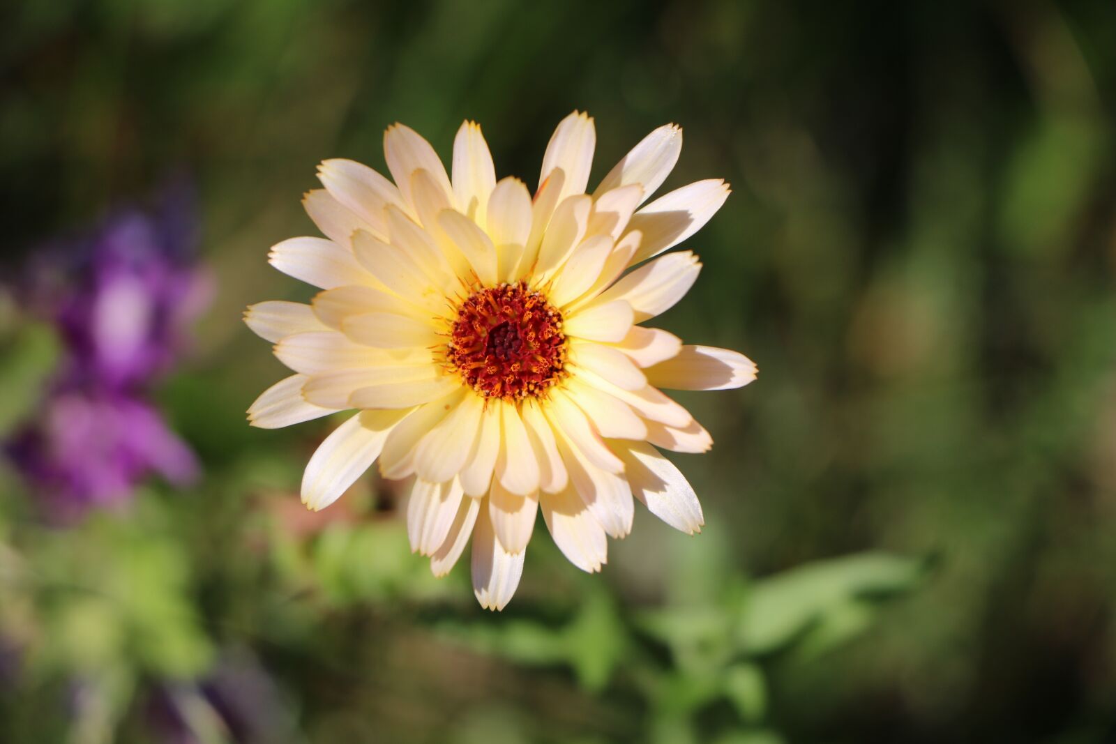 Canon EOS 760D (EOS Rebel T6s / EOS 8000D) sample photo. Flower, yellow, marigold photography