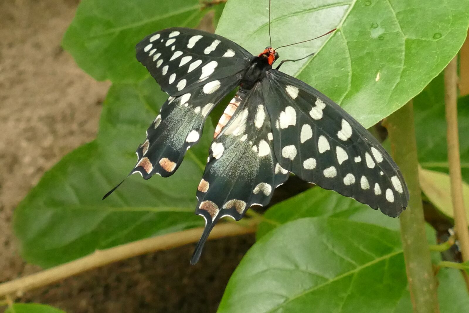 Panasonic Lumix DMC-FZ1000 sample photo. Butterfly, bug, page photography