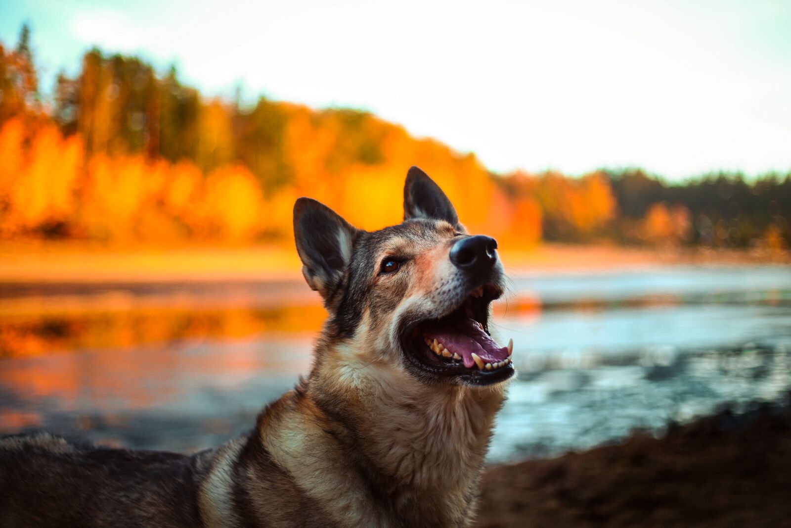 Canon EF 50mm F1.8 II sample photo. Dog, alsatian, animal photography