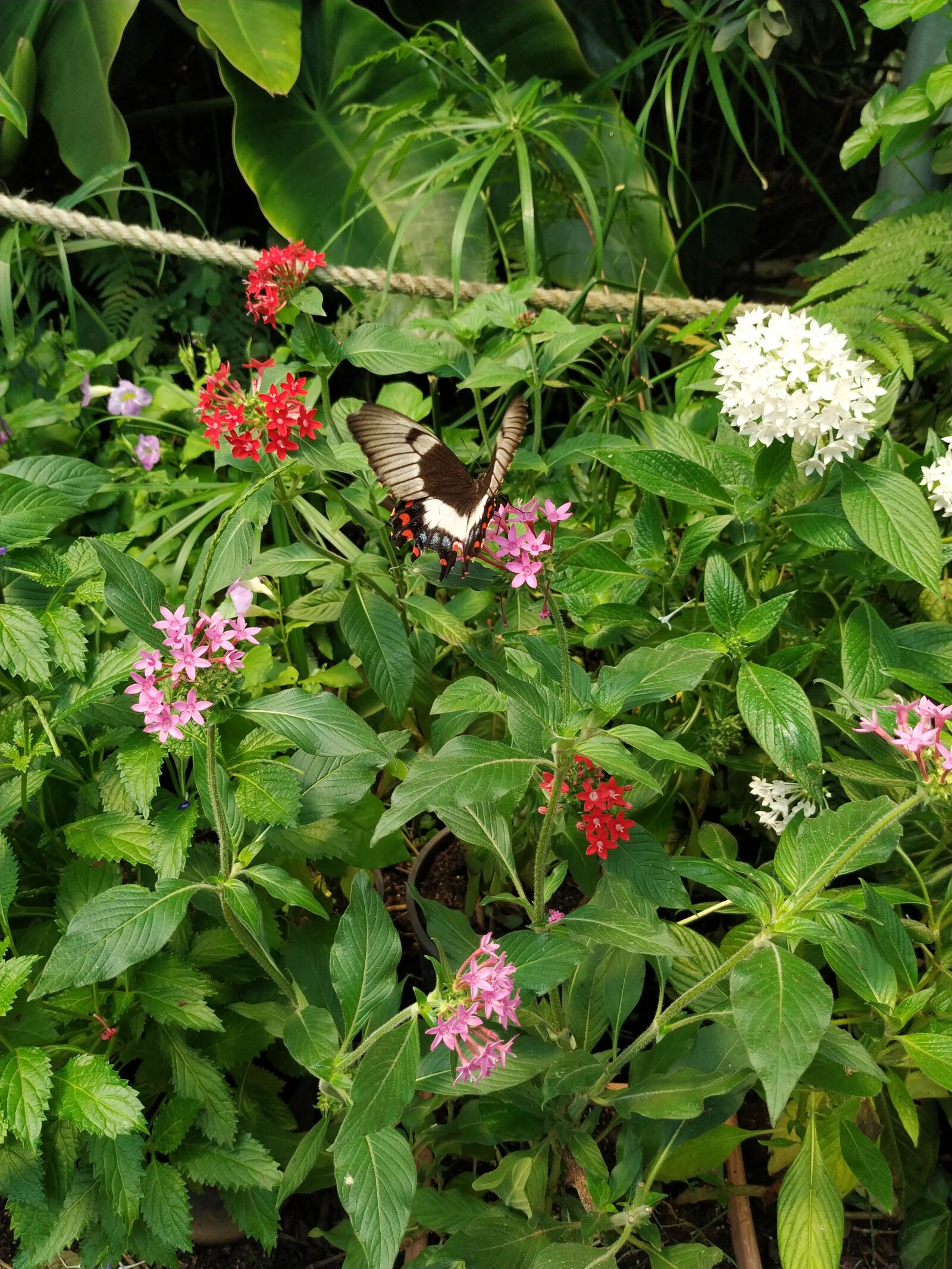 Xiaomi Mi A2 sample photo. Orchard swallowtail, papilio aegeus photography